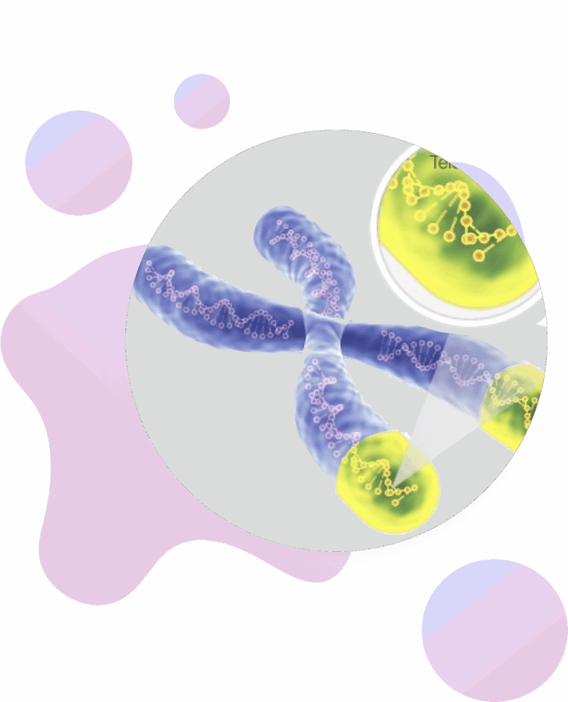 A stylized illustration of a chromosome with highlighted telomeres, shown as yellow-green caps. DNA strands within the chromosome are visible, set against abstract pastel shapes in the background.