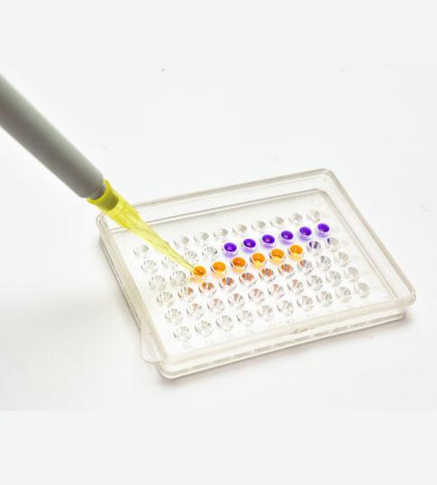 A pipette dispenses liquid into a 96-well plate, with some wells showing yellow or purple colors, indicating a chemical reaction or assay result.